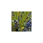 Mahonia media 'charity' - 50 - 60 cm pot