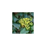 Mahonia media 'winter sun' - 50 - 60 cm pot