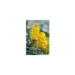 Mahonia 'soft caress ? ' taille du pot - en pot de 5 litres