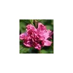 Mauve en arbre - hibiscus syriacus 'duc de brabant' - 40 - 60 cm pot