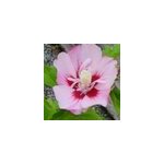 Mauve en arbre - hibiscus syriacus 'hamabo' - 40 - 60 cm pot