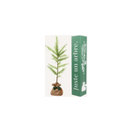 Mel�ze d'europe - id�e cadeau