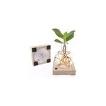 Mini clusia en verre avec lumire led