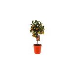 Mini oranger citrus calamondin sur tige