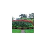 Miscanthus ferner osten 10 l Miscanthus ferner osten 10 l