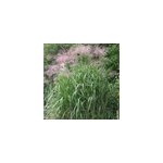 Miscanthus giganteus 5 l 0 - 120 cm Miscanthus giganteus 5 l 0 - 120 cm