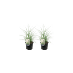Miscanthus kleine silberspinne herbe x2