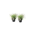 Miscanthus red chief herbe - 2
