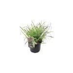 Miscanthus red chief herbe ornementale