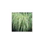Miscanthus variegatus 5 l 0 - 120 cm Miscanthus variegatus 5 l 0 - 120 cm