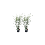 Miscanthus zebrinus herbe - 2