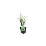 Miscanthus zebrinus herbe ornementale Miscanthus zebrinus herbe ornementale