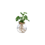 Monstera adansonii monkey mask vase