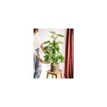 Monstera adansonii tuteur