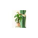 Monstera minima sur tuteur