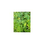 Moringa oleiferaarbre de vie 7 l 120 - 140 cm