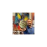 Mova globe terrestre antique vert