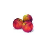 Nectarinier nain nectarinette - nains de jardins ; - pot de l