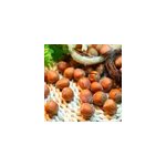 Noisetier gante des halles - pot de 3l