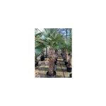 Palmier chanvre tige de motte 90 - 100 175 - 200 cm Palmier chanvre tige de motte 90 - 100 175 - 200 cm