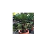 Palmier chusan 110 l trc 160 - 180 cm 220 - 250 cm Palmier chusan 110 l trc 160 - 180 cm 220 - 250 cm