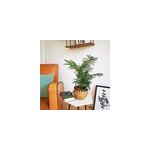 Palmier d'intrieur + cache - pot