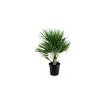 Palmier nain européen chamaerops humilis Palmier nain européen chamaerops humilis