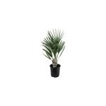 Palmier nain européen chamaerops humilis Palmier nain européen chamaerops humilis