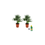Palmier nain européen xl - 2 + pokon Palmier nain européen xl - 2 + pokon