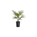 Palmier des vents asiatique x3