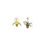 Paphiopedilum sabot de vnus 0, 5 l 20 - 30 cm