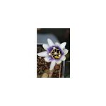 Passiflore damsel's delight' taille du pot - en pot de 3 litres