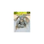 Peluche bouillotte déhoussable lapin Peluche bouillotte déhoussable lapin