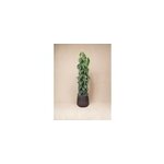 Philodendron scandens sur tuteur