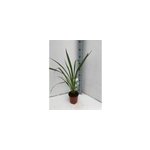Phormium tenax 2 l 30 - 40 cm