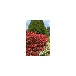 Photinia 'carr� rouge' taille du pot - en pot de 10 litres
