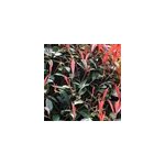 Photinia fraseri 'red robin' - 60 - 80 cm pot