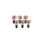 Photinia red robin - 6