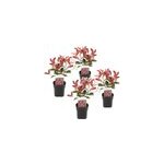 Photinia red robin - 4