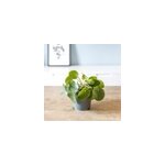 Pilea peperomioides sans cache - pot Pilea peperomioides sans cache - pot