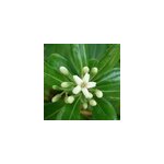 Pittosporum tobira 'nanum' - 40 - 50 cm pot