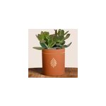 Plante grasse crassula pot terra cotta