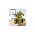 Plante d'intérieur : bégonia + cache - pot Plante d'intérieur : bégonia + cache - pot