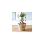 Plante d'intérieur : ficus + cache - pot Plante d'intérieur : ficus + cache - pot
