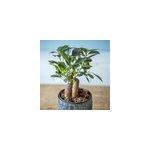 Plante d'intérieur ficus microcarpia Plante d'intérieur ficus microcarpia