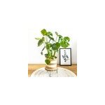 Plante d'intérieur: monstera + cache - pot Plante d'intérieur: monstera + cache - pot