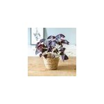 Plante d'intérieur : oxalis + cache - pot Plante d'intérieur : oxalis + cache - pot