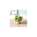 Plante d'intérieur: pilea + cache - pot Plante d'intérieur: pilea + cache - pot