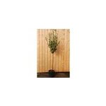 Poirier 'williams' taille du pot - en pot de 15 litres