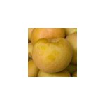 Pommier reinette grise du canada - pot de 12l Pommier reinette grise du canada - pot de 12l